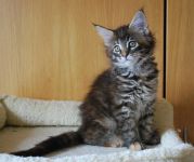 Magnifiques chatons maine coon