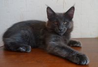 Magnifique chaton maine coon male