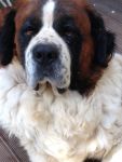 SAINT BERNARD