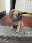A donner chiot Bouledogue Franais Disponible