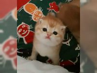 chatons british shorthair a donner