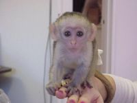 Adorable singe Capucin non lof de 3 mois