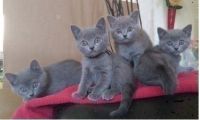 Adorable chatons chartreux Donner Contre bon soin