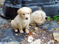 Chiots labrador a donner