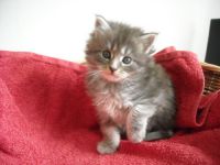 Chaton Maine coon femelle