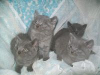 Adorable Chaton Chartreux  Donner