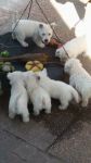Chiots Westie Terrier Males et Femelles Pour Nol