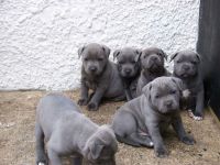 ***Chiot staffordshire Bull terrier disponible***