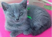 chatons chartreux a donner