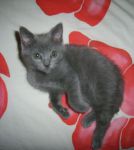 chatons chartreux a donner