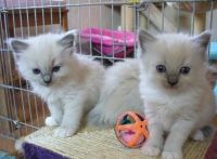 Superbes chatons sacr de birmanie