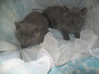 Chatons chartreux a donner