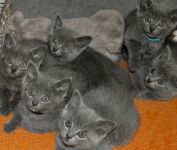 Chatons chartreux a donner