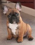 mignons chiots bouledogue franais.