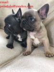 Sailli type bouledogue franais bleu