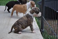 staffordshire terrier