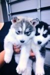 Superbe chiots Husky Sibrien a donner