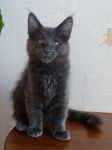 Magnifique chaton maine coon male