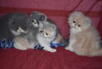 Chatons persan et exotic disponibles