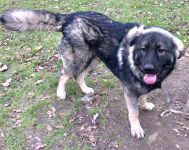 Berger du Caucase/Berger Blanc Suisse 10mois