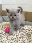 Disponible 2 Chaton scottish fold