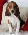 A donner Jolies chiots beagle
