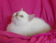 Adorable chaton British Shorthair M/B a donner