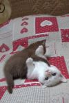 Adorable chaton British Shorthair M/B a donner