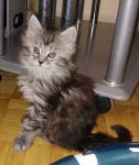 merveilleux main coon pour don