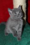 A donner 2 jolie petits chatonts Chartreux