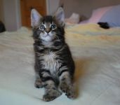 Superbes chatons maine coon
