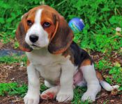 A Donner Chiots mle beagle