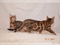 Chatons Bengal a Donner