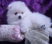 Chiot type pomeranien teacup  donner