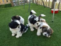 Shih Tzu Chiots