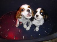 Cavalier king charles