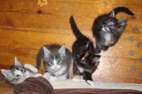 Chatons Maine Coon A Donner  Quatre magnifiques ch