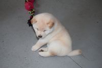 Chiot Shiba Inu