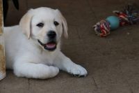 Labrador retriever beige et noir