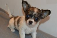 beaux chiots chihuahua disponible