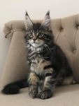 Chaton Maine coon femelle