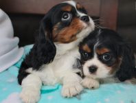 don cavalier king charles