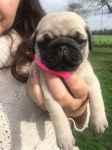 Magnifiques Chiots Carlin A Donner