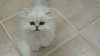 a adopter chaton persan
