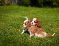 Cavalier King Charles Disponible