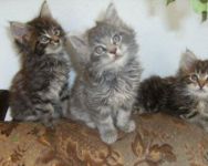 chatons Maine coon a donner contre bon soins