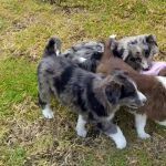 Adorable chiots border collie