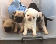 Chiots carlin pour adoption