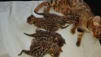 Adorables chatons bengal pour adoption