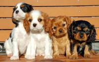 A donner 4 Petite jolie chiots